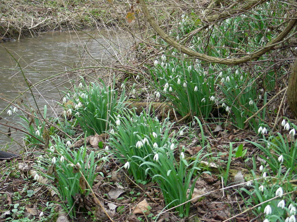 Galanthus nivalis